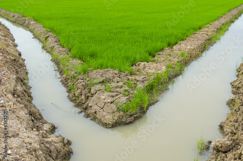 beautifful rice fields