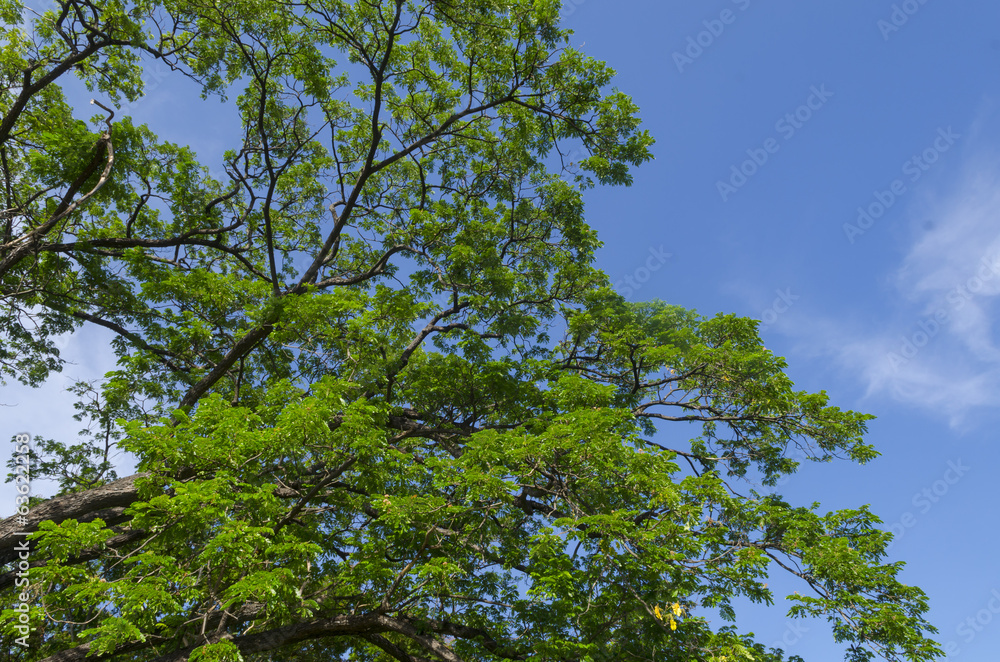 old big tree under blue sky, field in Thailand old big tree under blue sky, field in Thailand