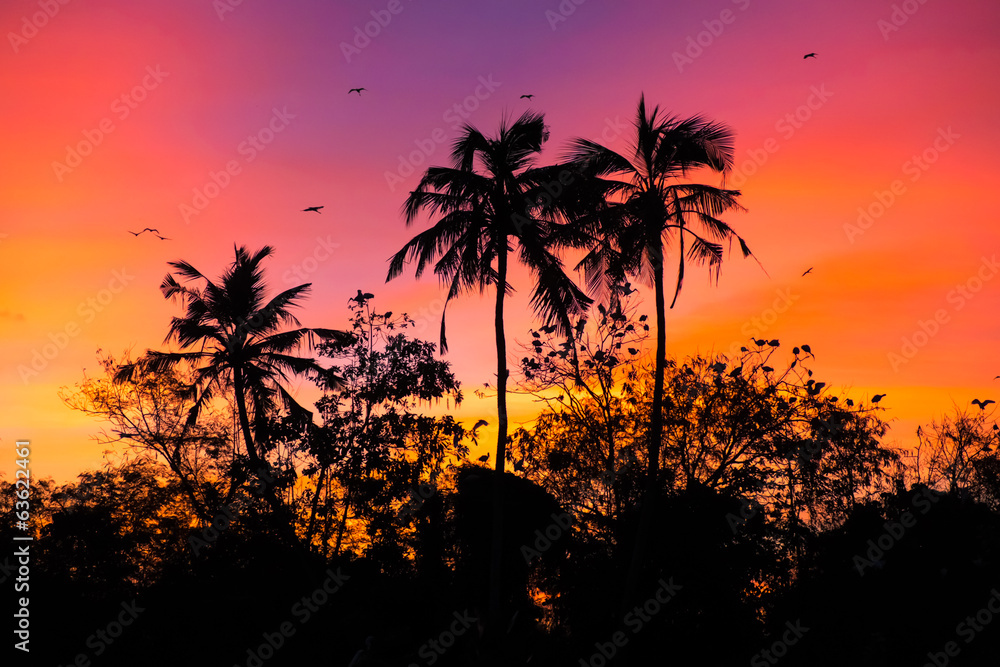 sunset with birds