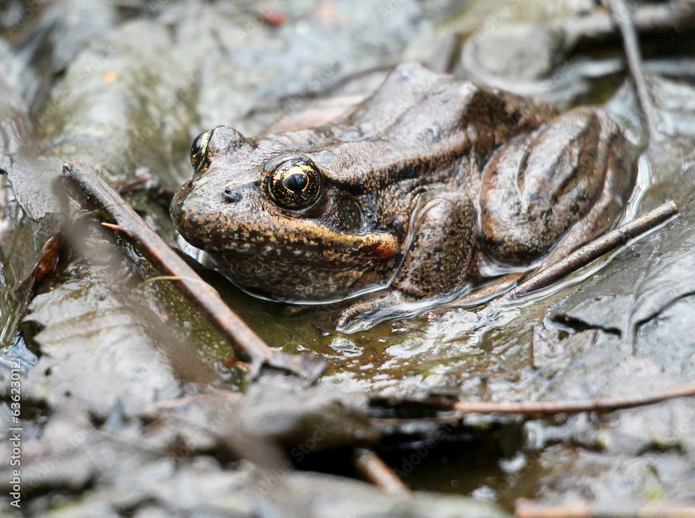 Obraz premium Red-legged Frog Hiding in Plain Sight