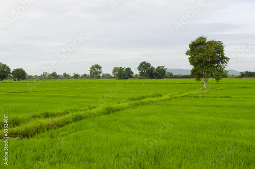rice plant in rice field © chokniti