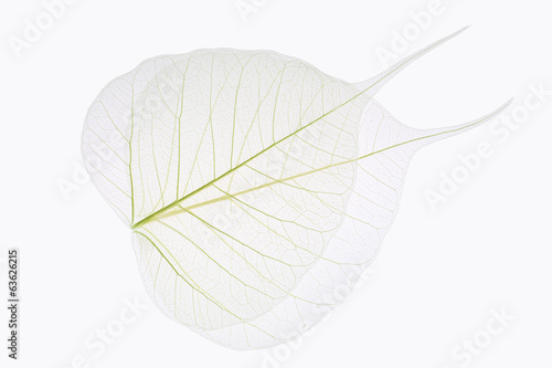two bodhi leaves vein photo