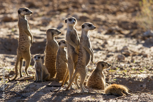 Suricate family standing in the early morning sun looking for po photo