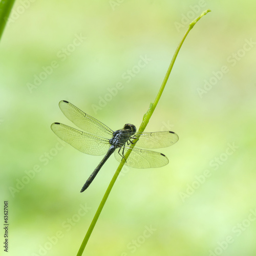 Dragonfly with green field, in nature.