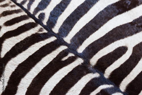 Zebrafell