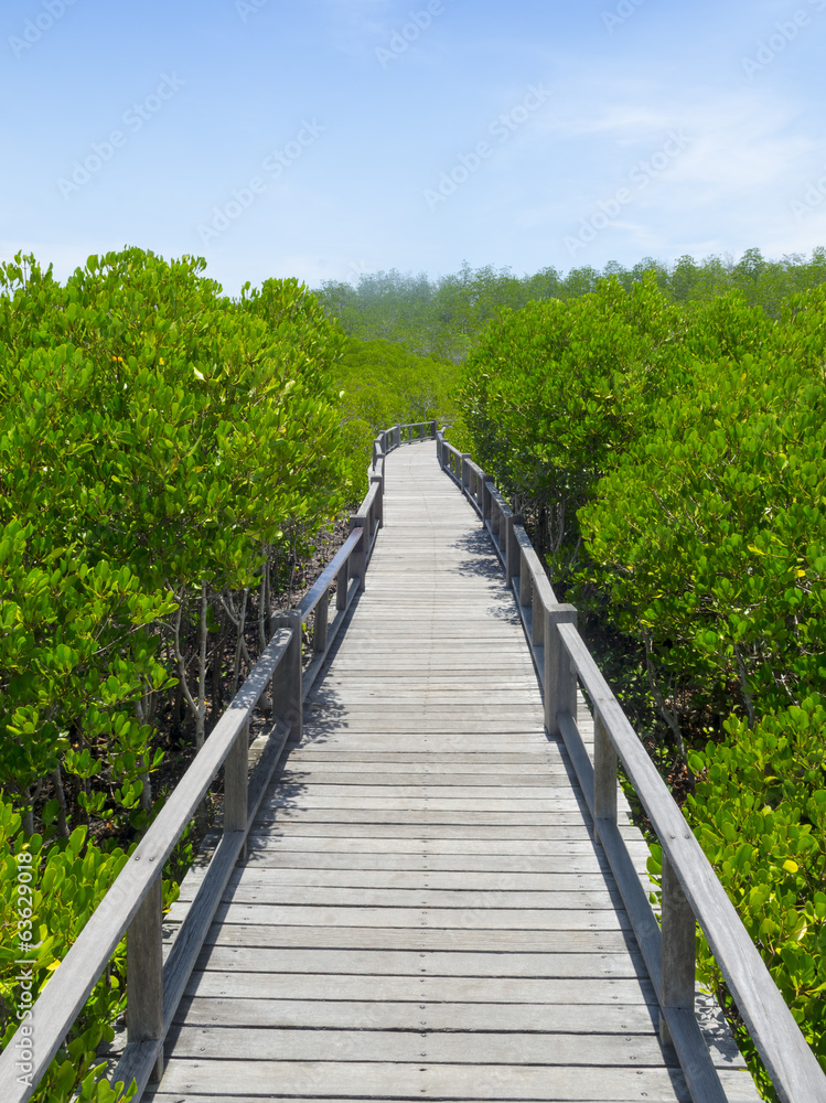 Mangroves rich with long wooden bridge in Thailand