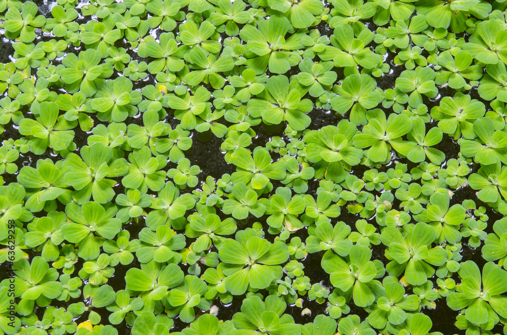 Beautiful green floating water lettuce, Pistia stratiotes Beautiful green floating water lettuce, Pistia stratiotes
