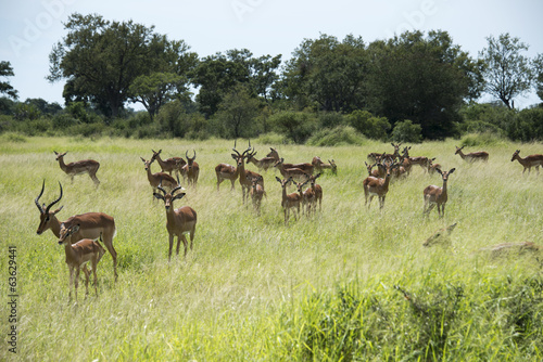 group impala