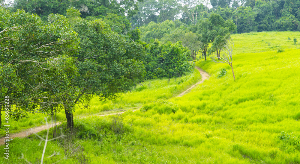 Green filed on the Khao Yai Mountain, Thailand.
