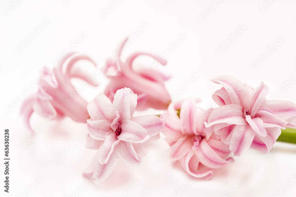 branch of pink hyacinth macro branch of pink hyacinth macro