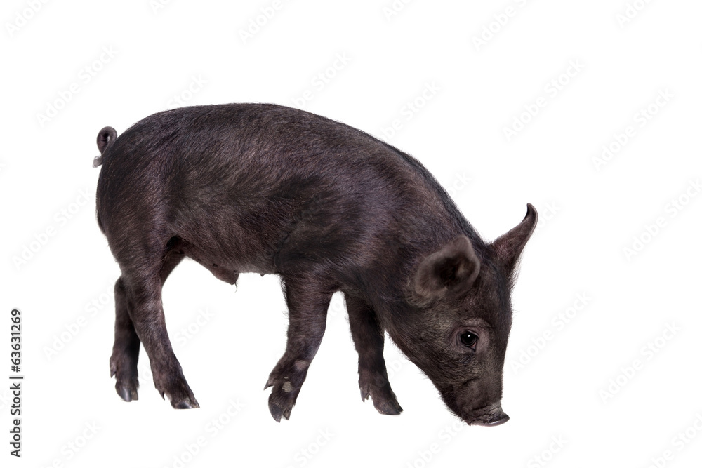 Little black piggy isolated on the white background Little black piggy isolated on the white background