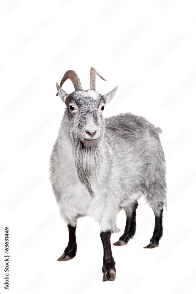 Goat pattern hi-res stock photography and images - Alamy