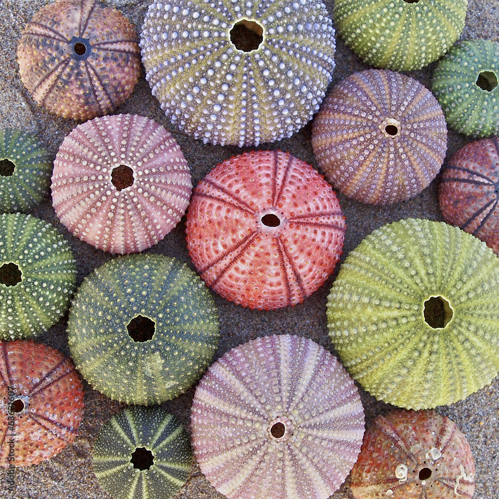 Φωτογραφία variety of colorful sea urchins  on wet sand beach