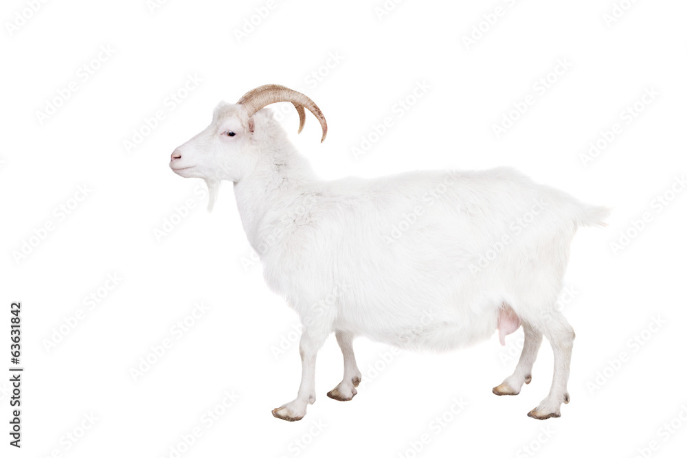 Goat standing up isolated on a white background Goat standing up isolated on a white background