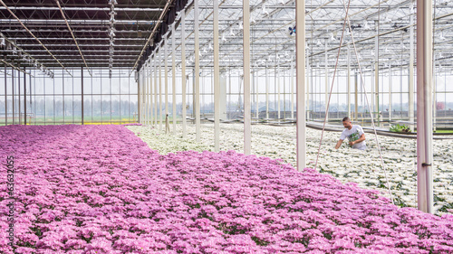 Valokuva Worker between colorful chrysanthemums in a Dutch greenhouse