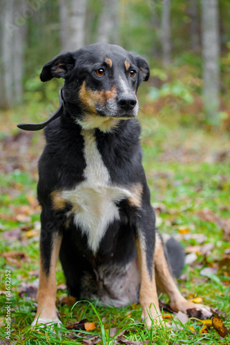 Mixed breed sdog sitting on leaves in the autumn forest