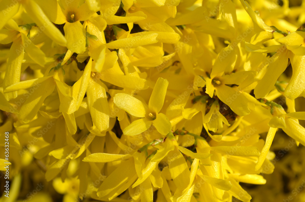 Obraz premium Forsythia