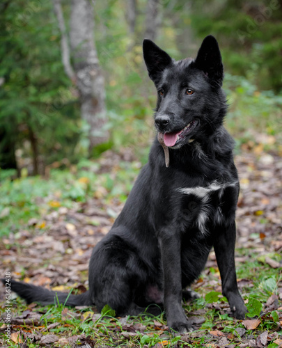 Mixed breed sdog sitting on leaves in the autumn forest