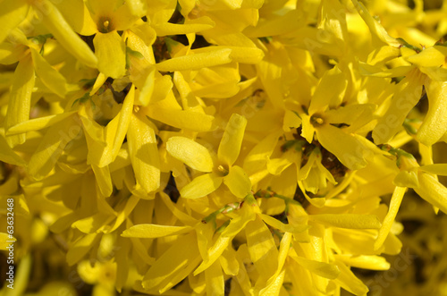 Forsythia