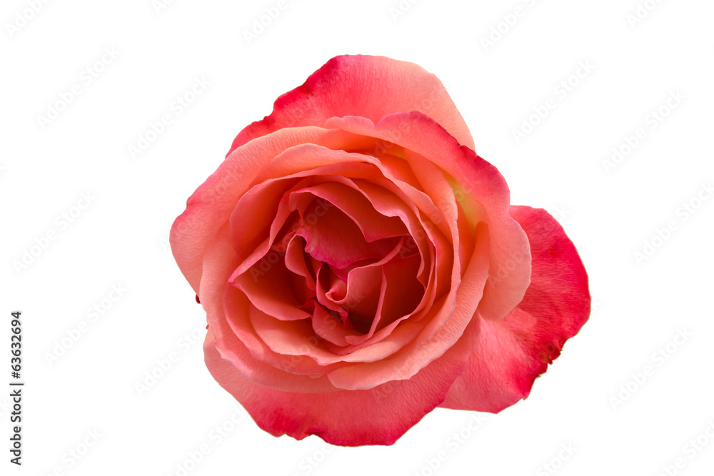 Pink rose isolated on white background Pink rose isolated on white background