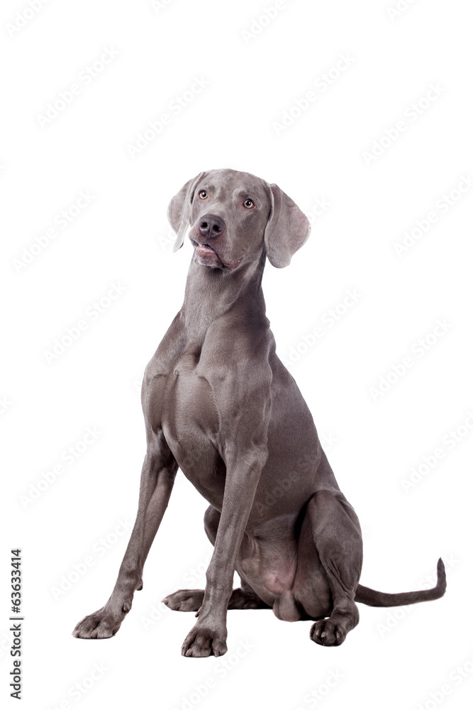 Funny Weimaraner Dog isolated on white background Funny Weimaraner Dog isolated on white background