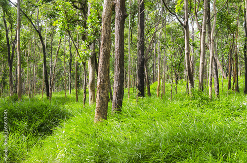 beautiful green forest