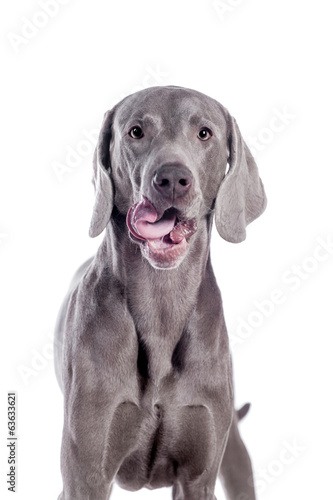 Funny Weimaraner Dog isolated on white background © Farinoza