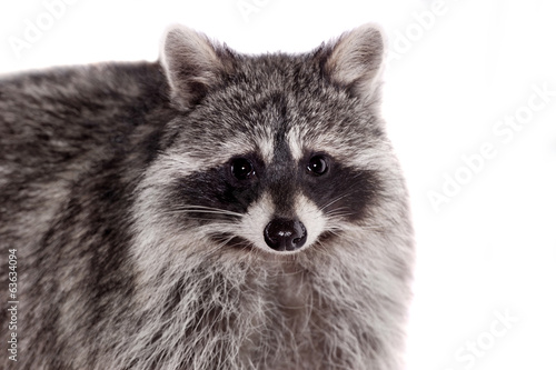 Fototapeta Naklejka Na Ścianę i Meble -  Raccoon (3 years old) isolated on the white background