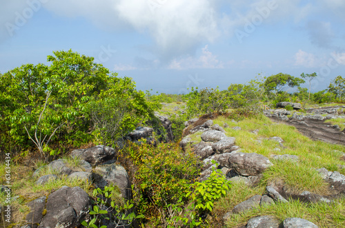Landscape with rock in forest