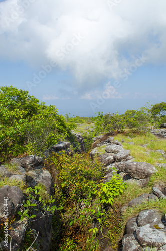 Group of lichen on a rock in nature.