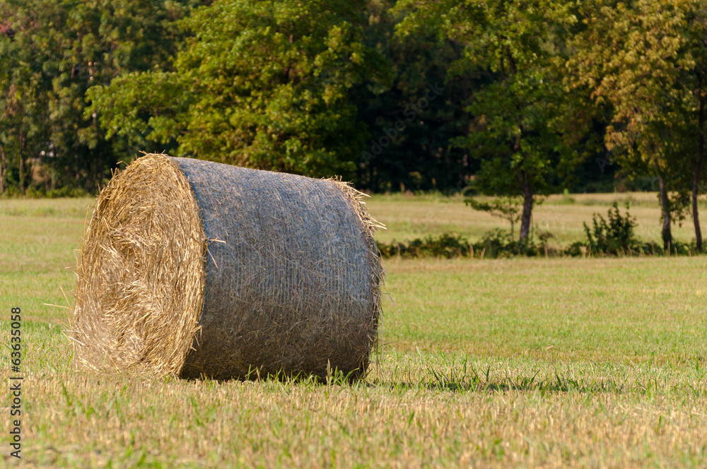 Hay roll on field background trees