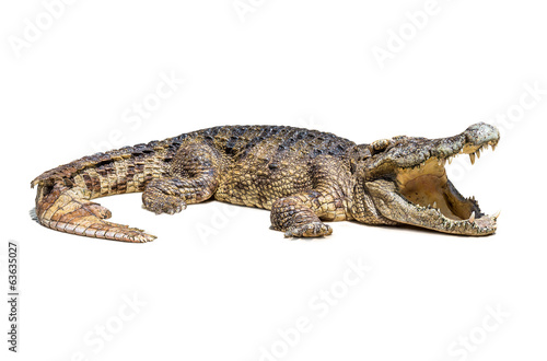 Fotografia Crocodile isolated