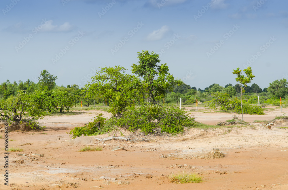 Fototapeta premium tropical background
