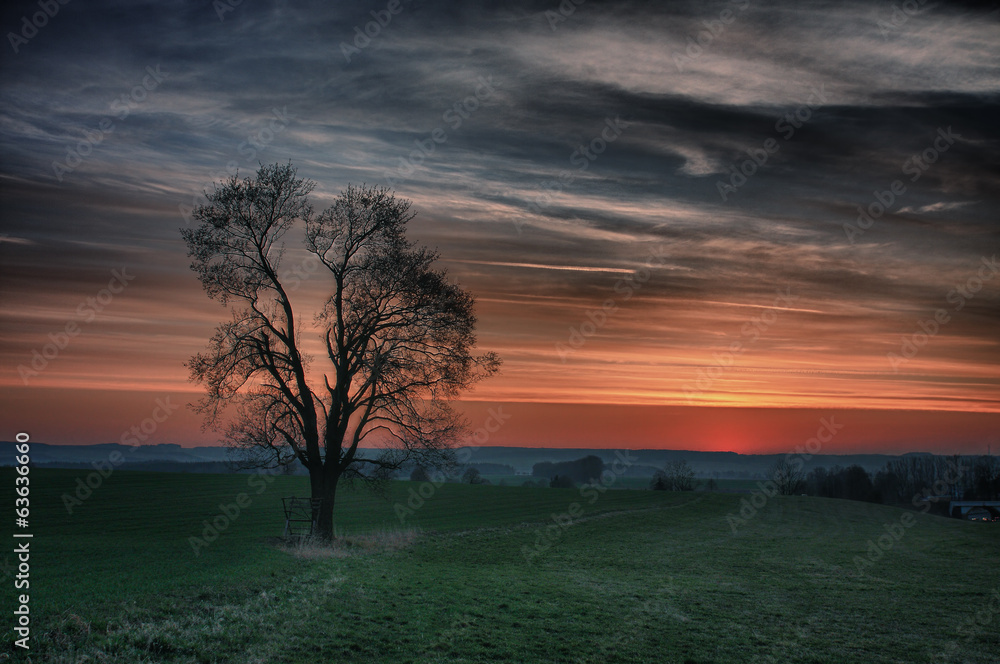Fototapeta premium Meadow with lonely tree at sunset hdr