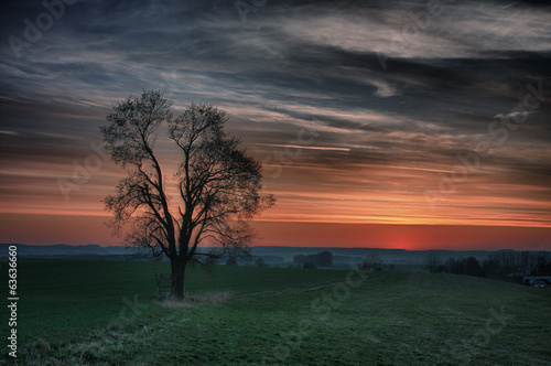 Meadow with lonely tree at sunset hdr