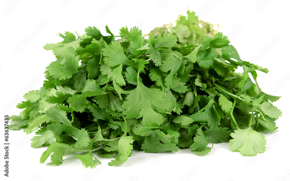 Fresh cilantro isolated on white Fresh cilantro isolated on white