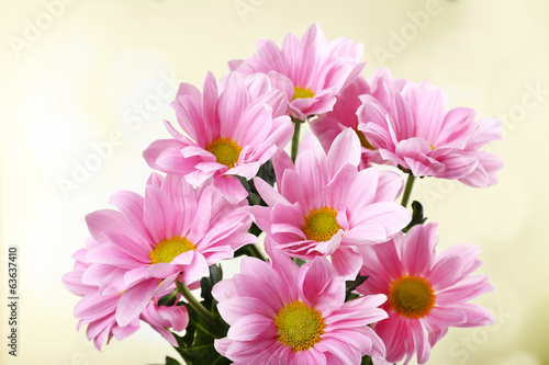 Beautiful chrysanthemum flowers on bright background
