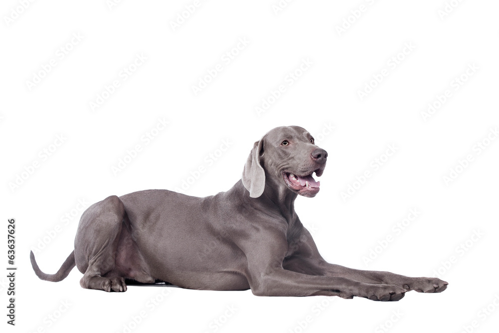 Funny Weimaraner Dog isolated on white background