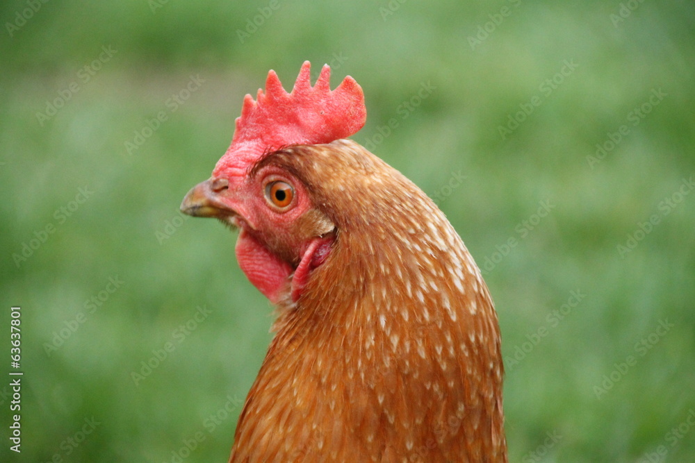 tete de poule tete de poule
