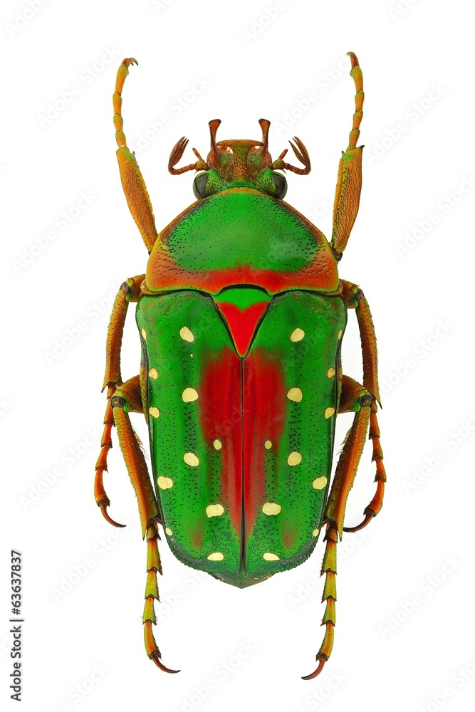 Ταπετσαρία African flower beetle Stephanorrhina guttata - Tanzania