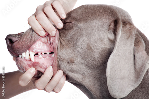Inspecting weimaraner dog teeth on the white background.