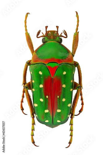 African flower beetle Stephanorrhina guttata - Tanzania photo