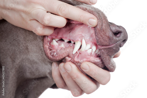 Inspecting weimaraner dog teeth on the white background.
