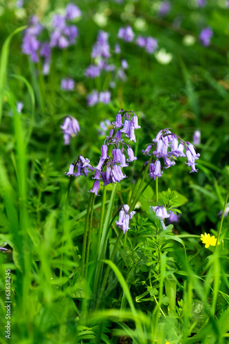 hyacinthe