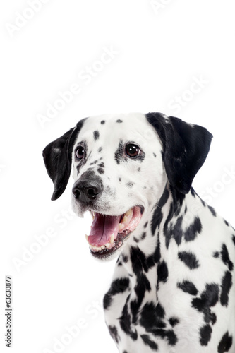 Beauty dalmatian dog, isolated on white background © Farinoza