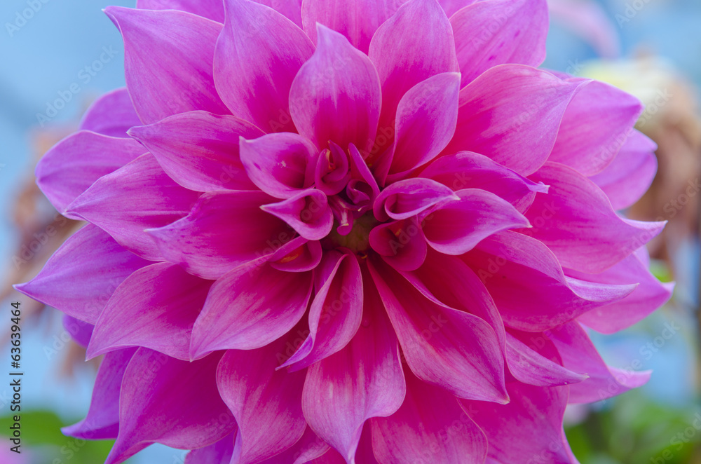 Obraz premium Beautiful Floral Background