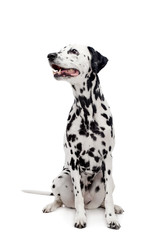 Beauty dalmatian dog, isolated on white background