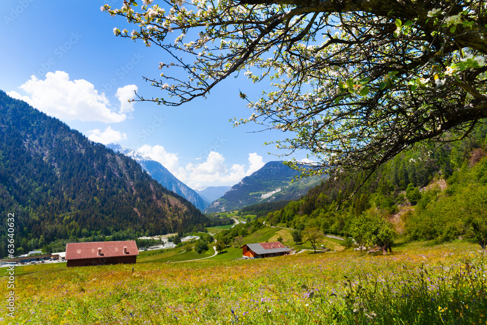 Sunny flowers field near Swiss mountains