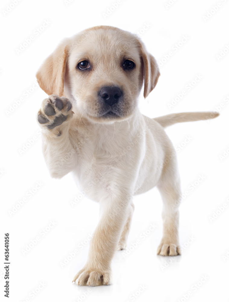puppy labrador retriever - obrazy, fototapety, plakaty 