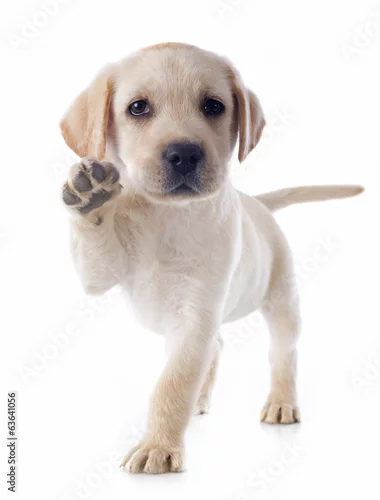 Fototapeta szczeniak labrador retriever